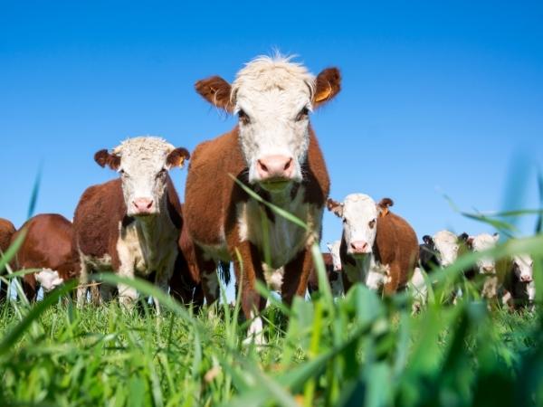 Livestock loans